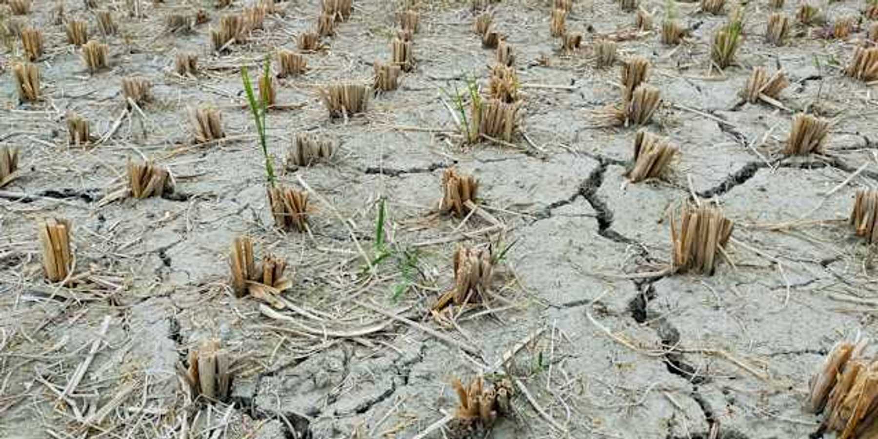 Dried cracked earth with dead plants