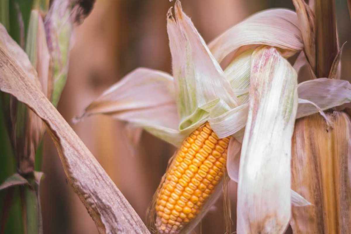 Drought damaged corn showing one stunted ear and dried out husk and leaves.