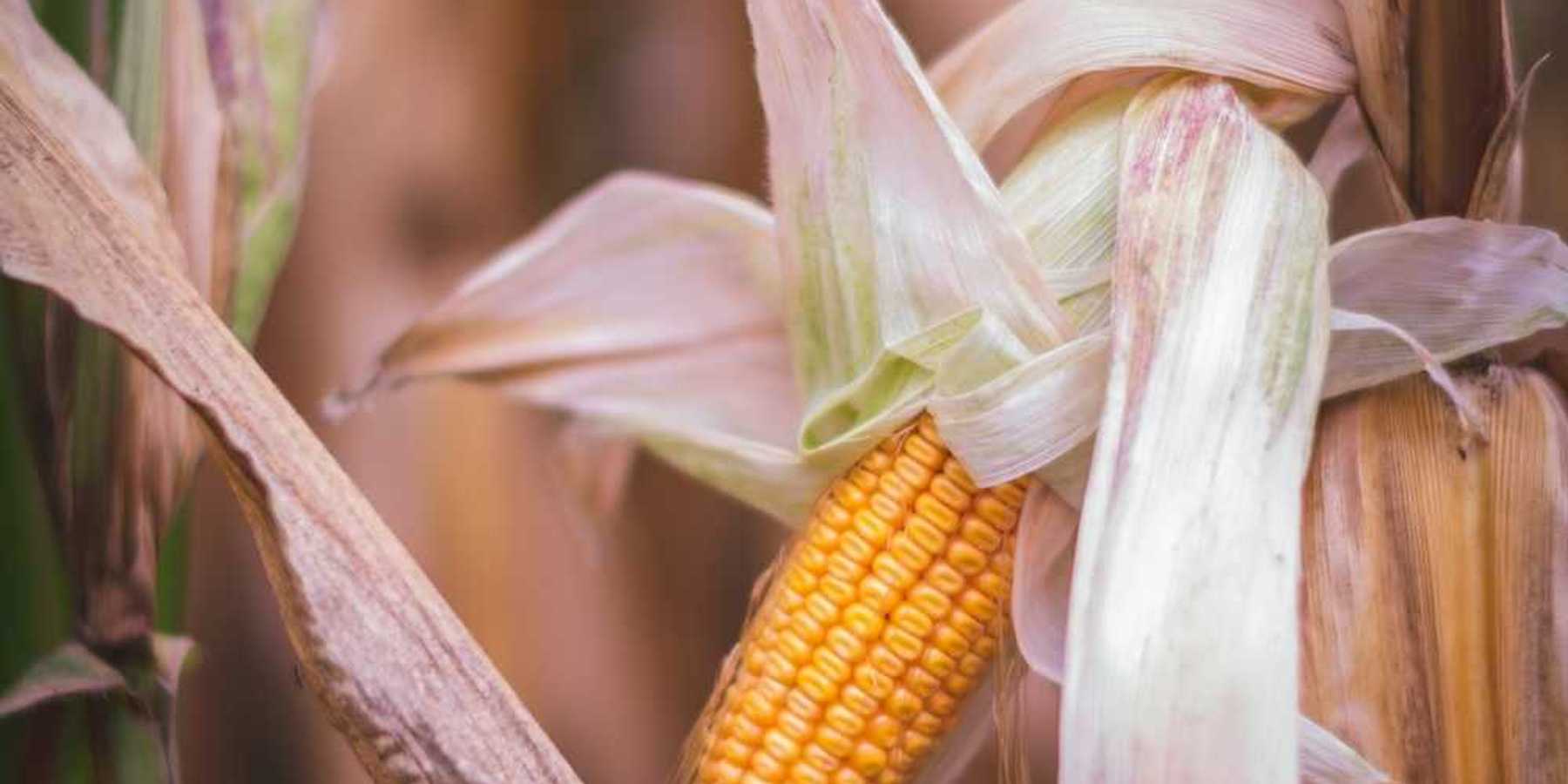 Drought damaged corn showing one stunted ear and dried out husk and leaves.
