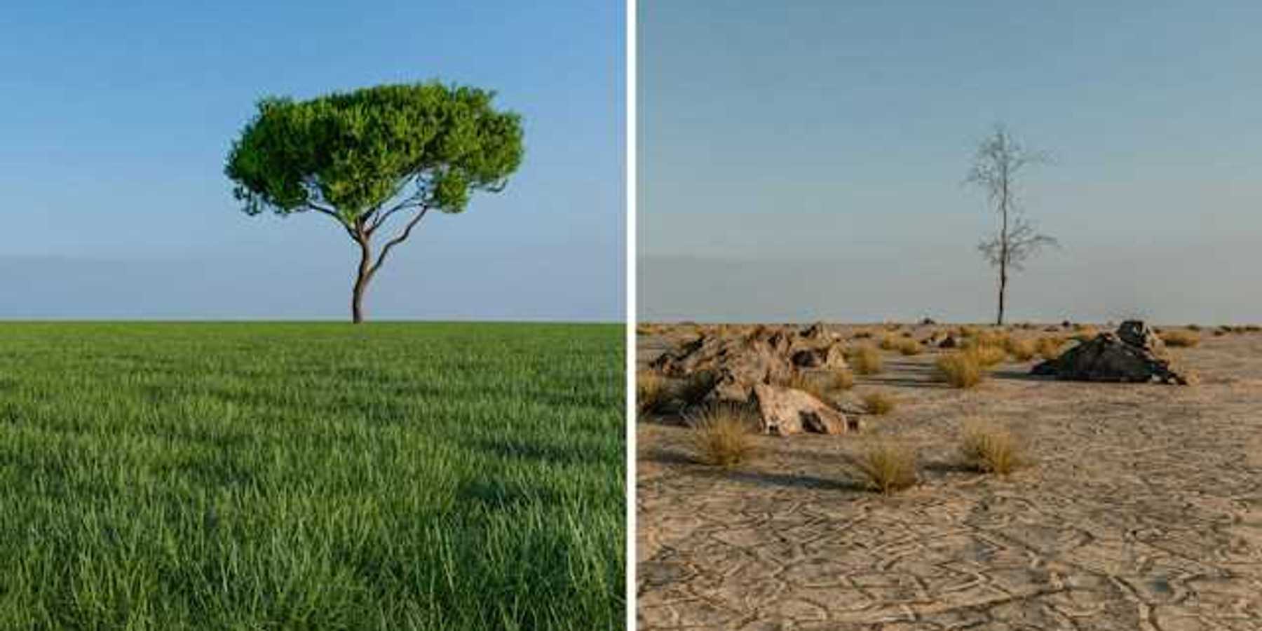 Dry arid land on the right contrasts with a lush green field and tree on the left