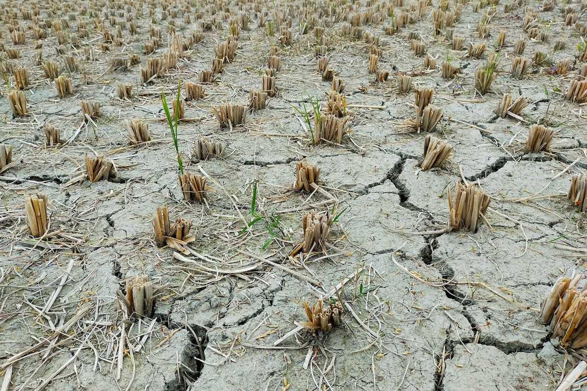 Dry cracked earth with stubble