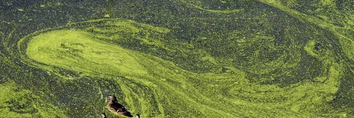 Duck and seven ducklings swimming through green algae tainted water