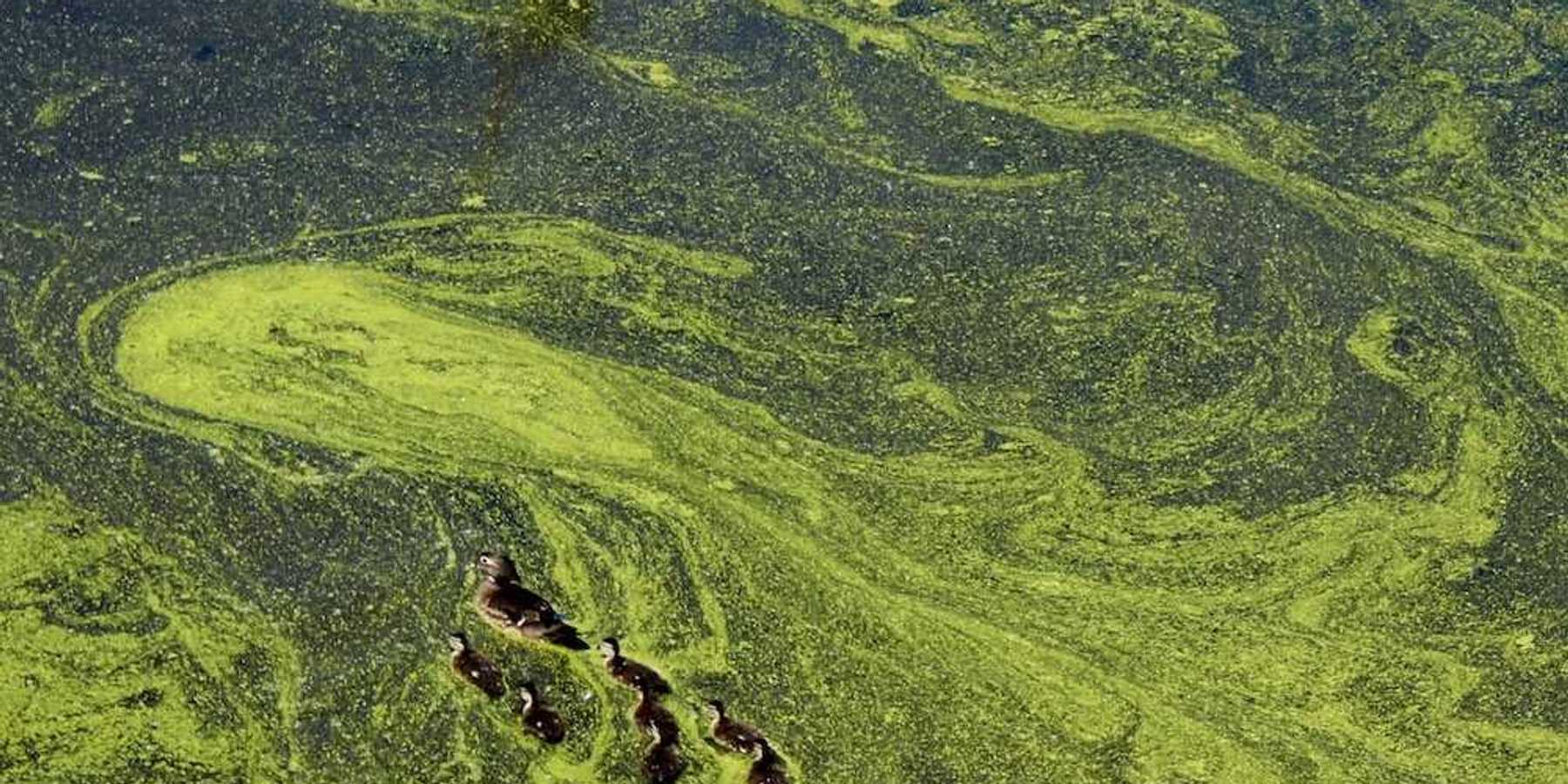 Duck and seven ducklings swimming through green algae tainted water