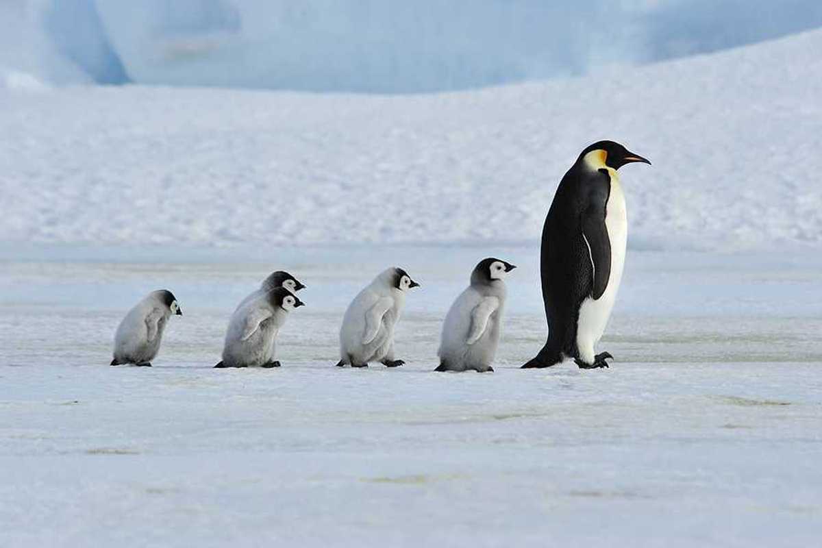 Emporer penguin chicks following an adult penguin in a snowy landscape