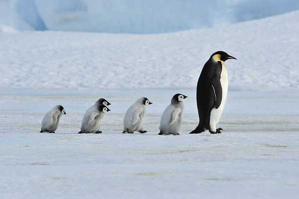Emporer penguin chicks following an adult penguin in a snowy landscape