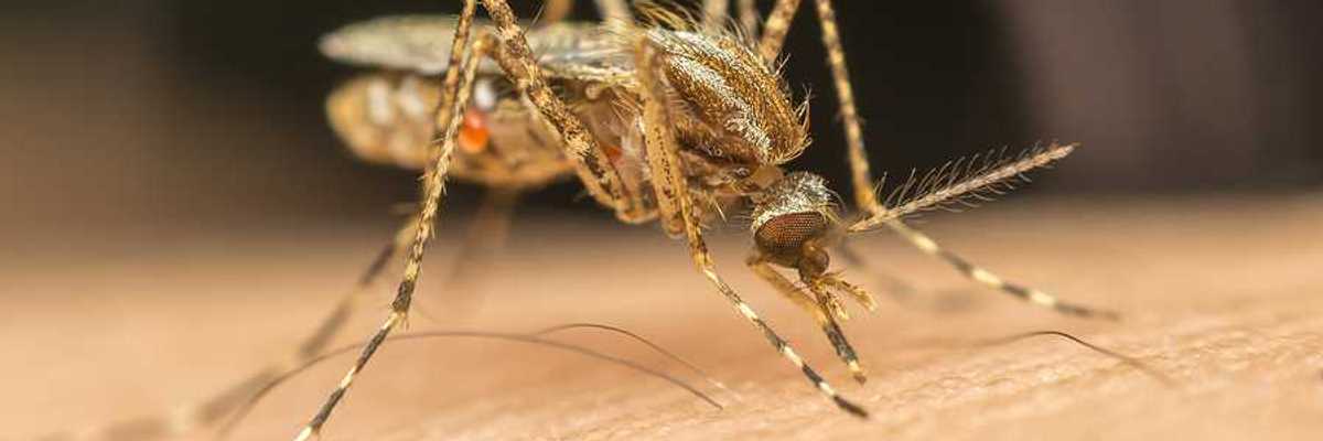 Enlarged photo of a mosquito on human skin
