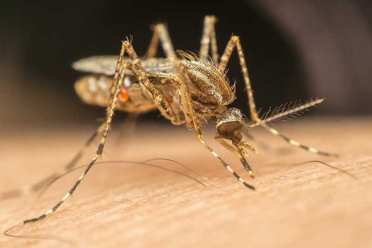 Enlarged photo of a mosquito on human skin