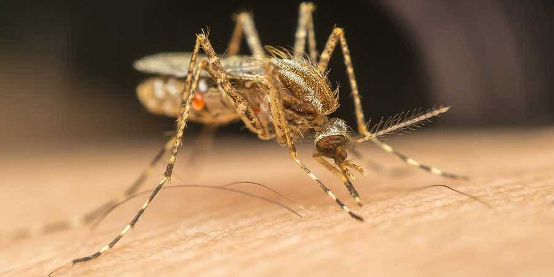 Enlarged photo of a mosquito on human skin