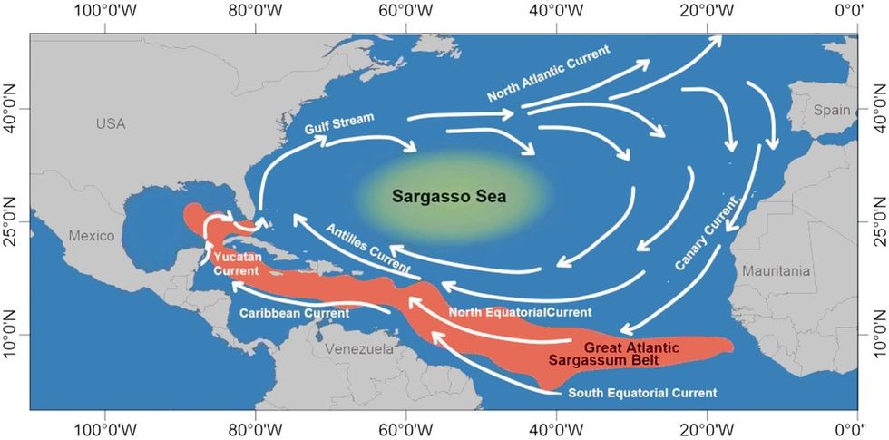 environmental justice sargassum