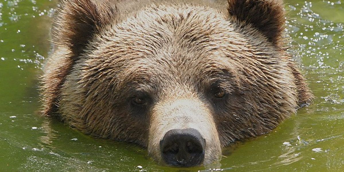 extreme heat biodiversity threats