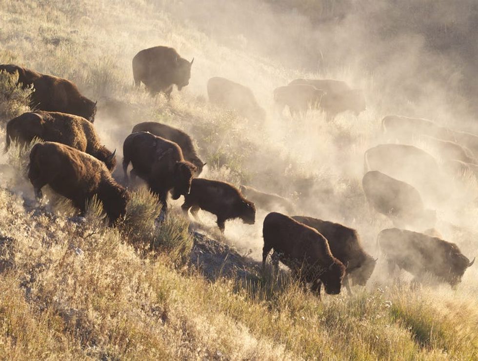 Furloughed bison pour back into national parks after government reopens
