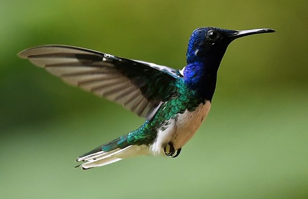 Climate change: Can hummingbirds take the heat?