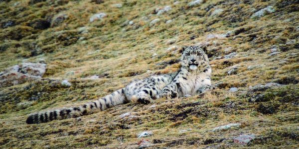 Local inaction threatens China’s snow leopards, report says