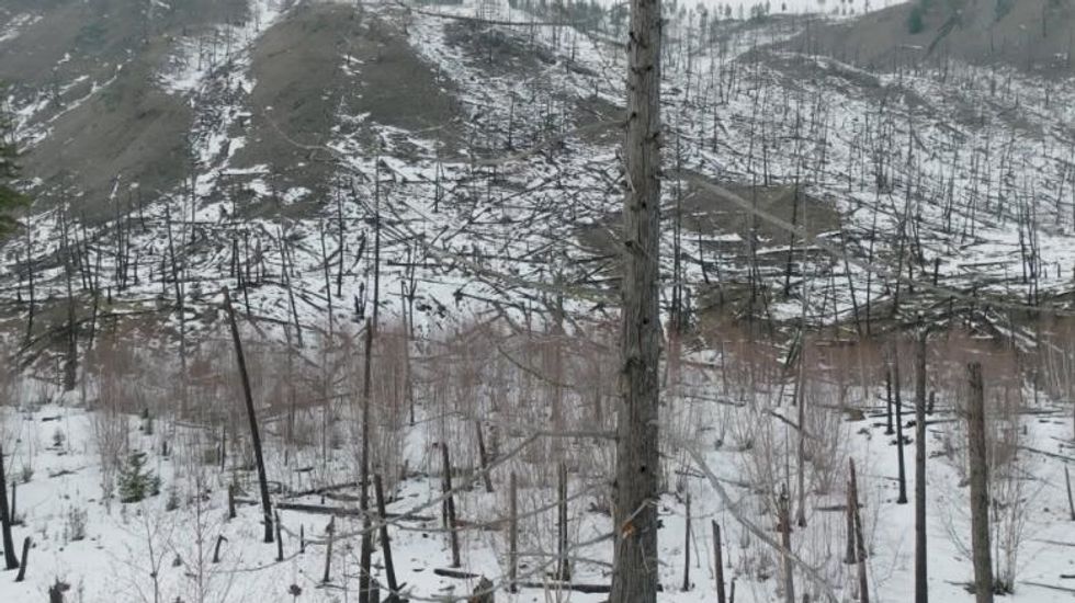 Lumber prices rose in part due to warmer weather, pine beetles