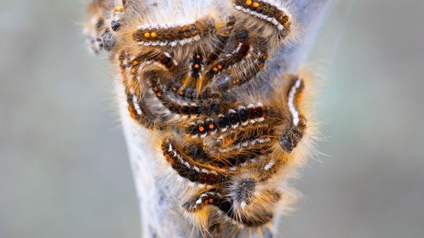 Maine's itchy caterpillar plague is making summer worse