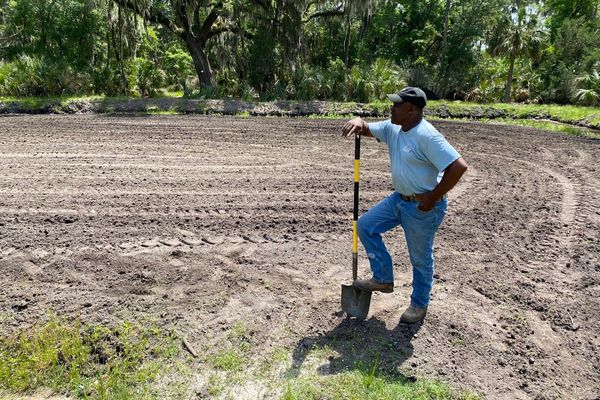 How a South Carolina farmer is adapting an heirloom rice to withstand climate change