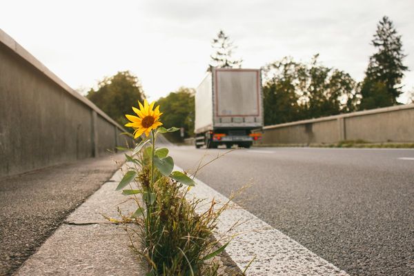 Our future food supply depends on endangered wild crops