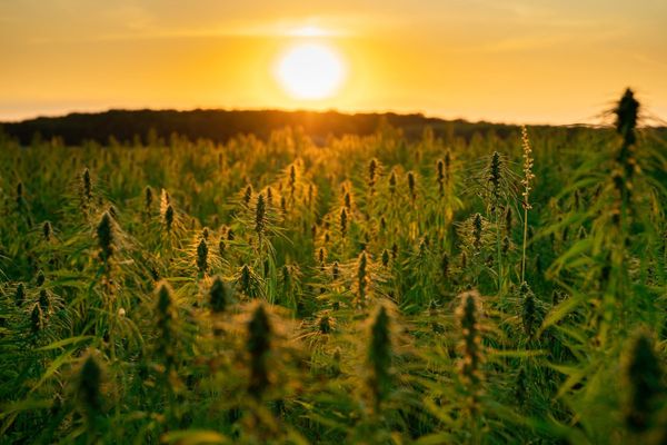 Winona LaDuke: Indigenous tribes are reviving traditional hemp economies