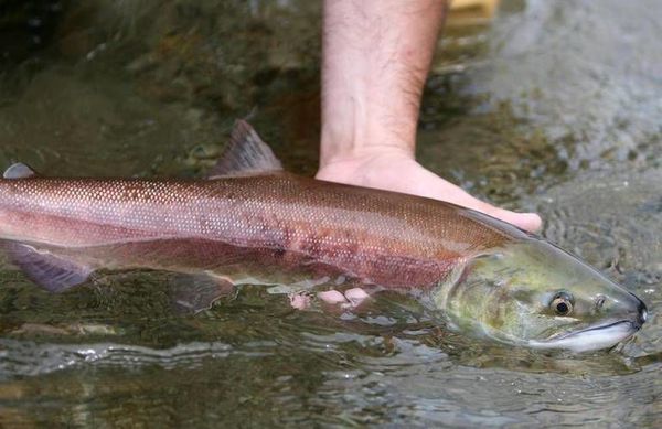 idaho sockeye biodiversity climate 