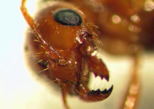 species adaptation to climate change