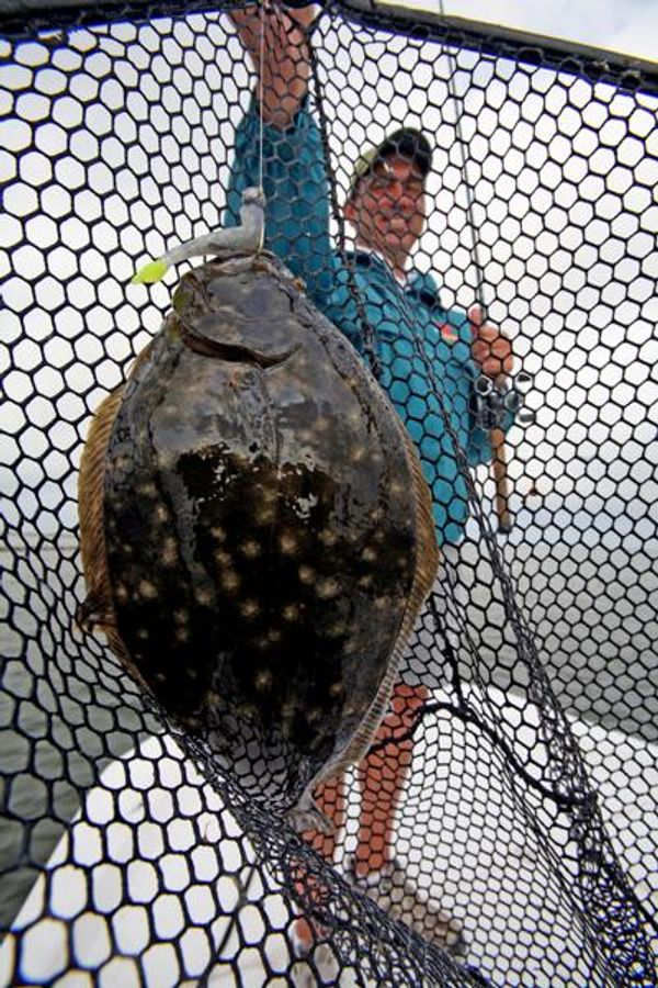 Southern flounder fisheries collapse