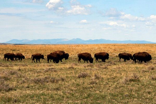Ranchers vs American Prairie Reserve in Montana