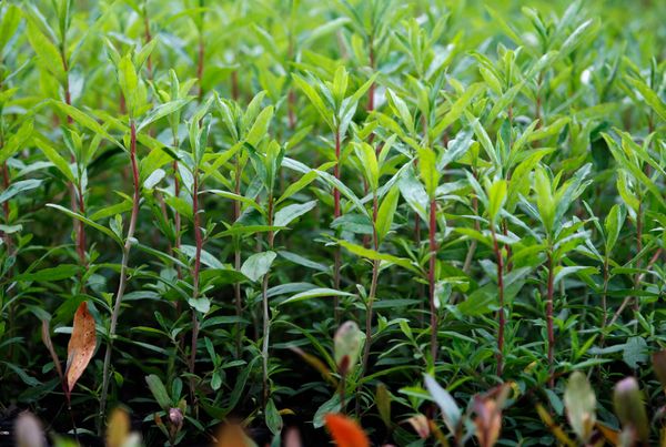 How more organic farming could worsen global warming