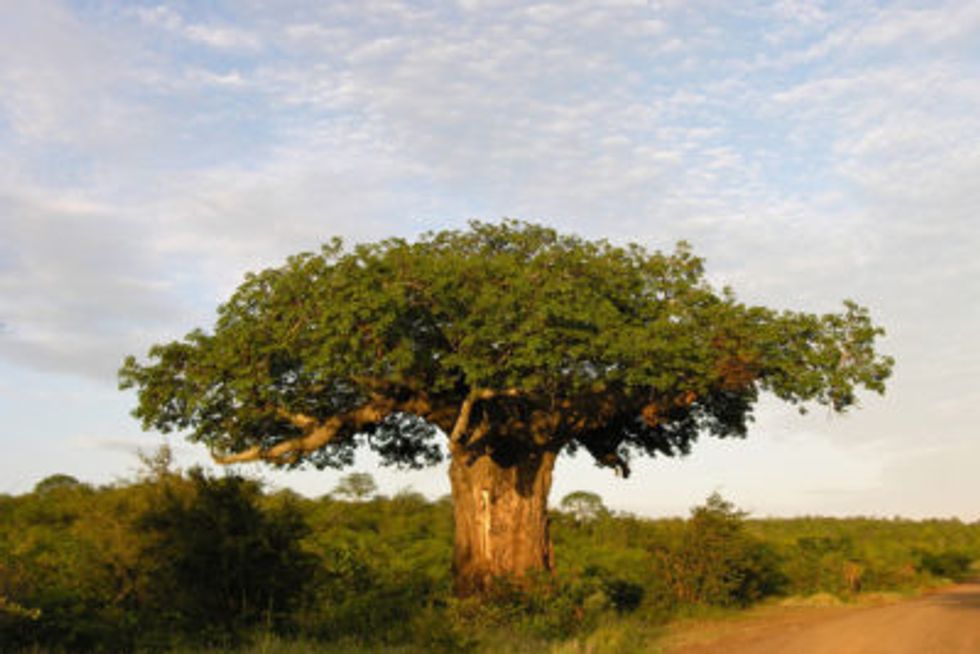 Mysterious demise of Africa’s oldest trees