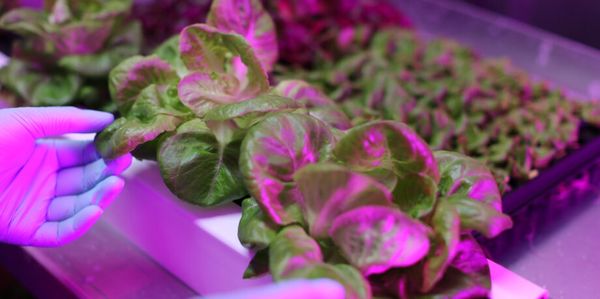 Entrepreneurs are teaming with UAE to reduce food insecurity