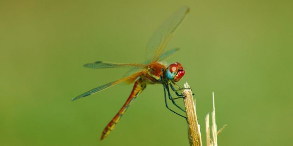 To save insects from extinction, we need to give them space