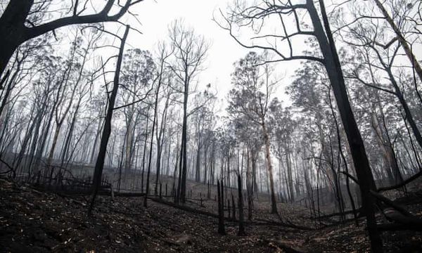 nsw fires logging climate
