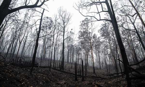 nsw fires logging climate