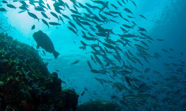 Marine species displaced at equator due to global heating
