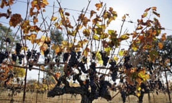 After the wildfires: tourist firms in California's wine country say no one is coming
