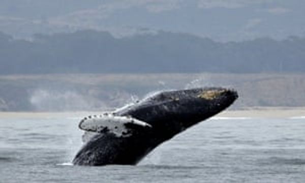 Why were whales increasingly caught in crab lines? Because of the climate crisis