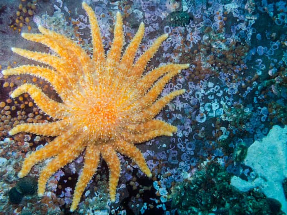 A starfish is born: hope for key species hit by gruesome disease