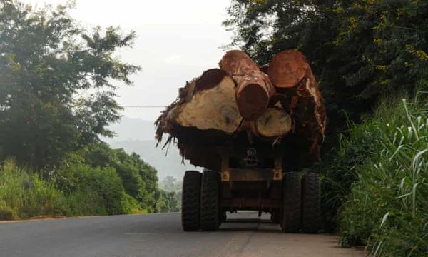 deforestation food eating habits 