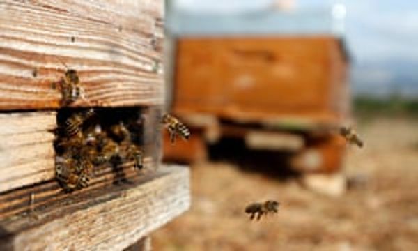 Hive heists: why the next threat to bees is organized crime