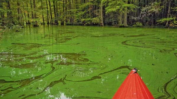 climate impacts chesapeake bay