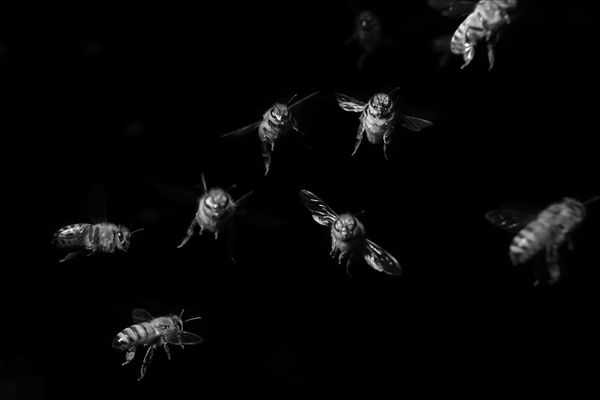 An animal’s-eye view of mass extinction in progress