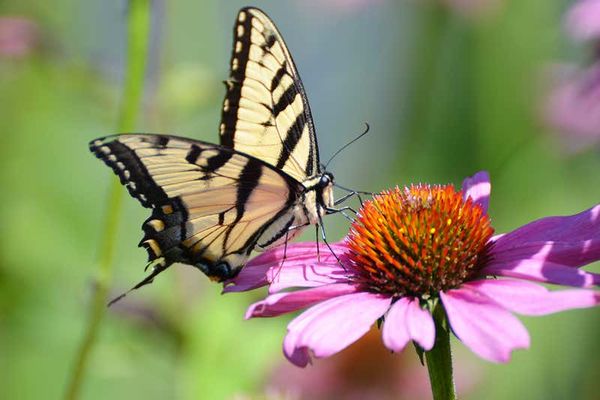 Butterfly numbers fell by one third in the US over last two decades