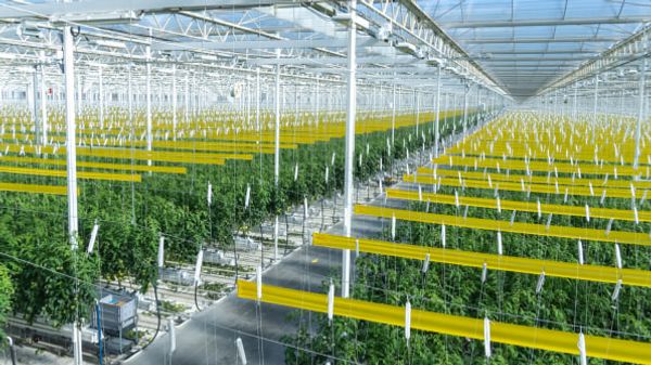 This state-of-the-art indoor farm is transforming Appalachia into an agricultural powerhouse