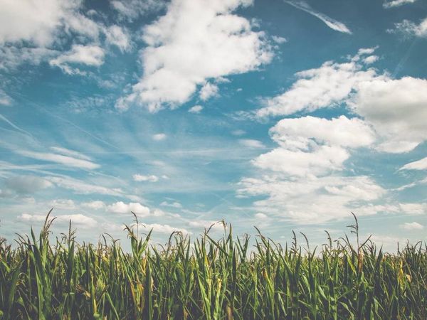 How can India gauge the vulnerability of its agricultural crops to climate change?