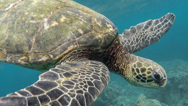 Warming threat to sea turtles in WA’s north