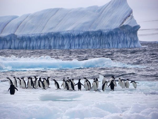 The bold plan to save this Antarctic wilderness and its penguins, whales and seals