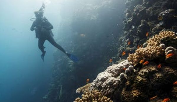 red sea corals climate impacts