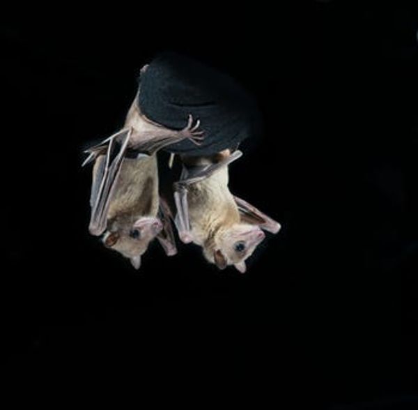 climate impacts biodiversity