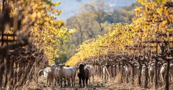 Connecting ranchers with land stewards could be key to less disastrous wildfires
