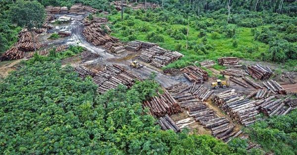 “The forest is sick and losing its carbon-sequestration capacity”