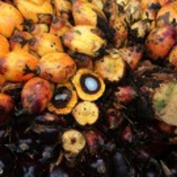 Indonesia seeks to get palm oil used as jet fuel in U.S., France